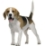 Icon-beagle05sw.jpg
