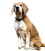 Icon-beagle01sw.jpg